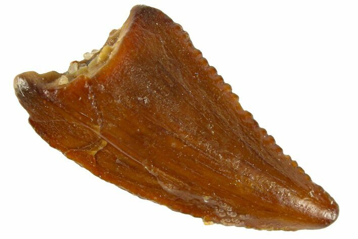 Serrated Raptor Tooth - Real Dinosaur Tooth #300798